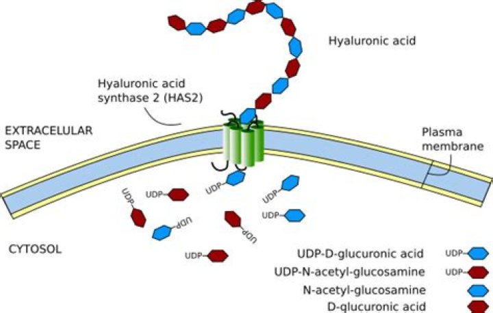 Can hyaluronic acid be found in plants?