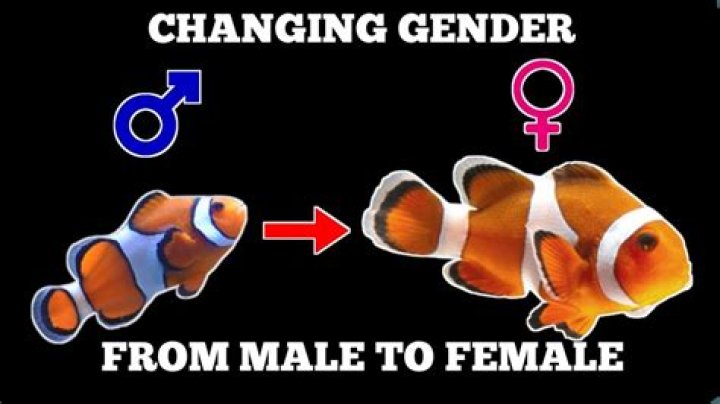 Can tilapia change gender?