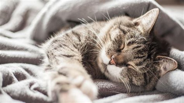 Was machen Katzen am liebsten?