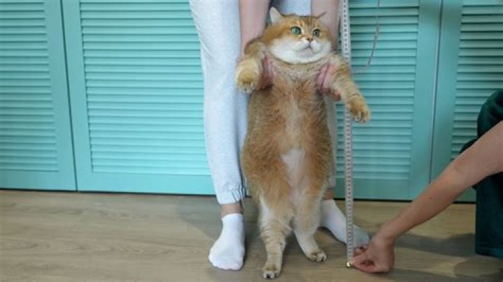 What is a catty measurement?